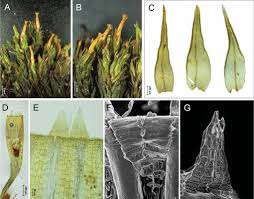Attēlu rezultāti vaicājumam “Orthotrichum affine var. affine”