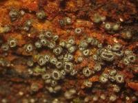 Attēlu rezultāti vaicājumam “Hyphodiscus hymeniophilus”