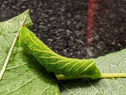 Attēlu rezultāti vaicājumam “Laothoe populi larva”