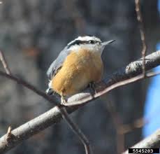 Image result for Sitta canadensis