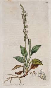 Attēlu rezultāti vaicājumam “Goodyera repens flower”