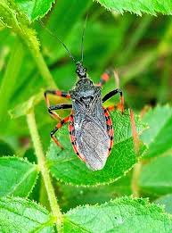 Attēlu rezultāti vaicājumam “Rhynocoris annulatus”