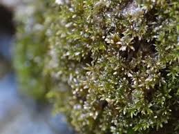 Attēlu rezultāti vaicājumam “Didymodon tophaceus”