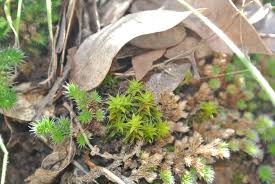 Attēlu rezultāti vaicājumam “Heterotrichia oerstedii (syn. Arcyria oerstedii) sessile”