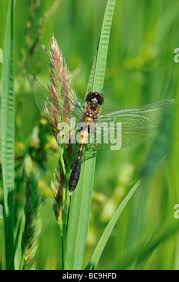Attēlu rezultāti vaicājumam “Leucorrhinia caudalis”