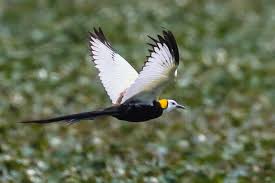 Image result for 붶