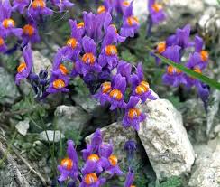 Attēlu rezultāti vaicājumam “Trichia alpina”