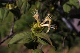 Attēlu rezultāti vaicājumam “Lonicera ferdinandii”