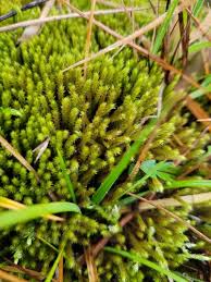 Attēlu rezultāti vaicājumam “Philonotis sporophyte”