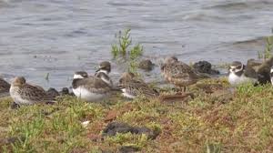Attēlu rezultāti vaicājumam “Calidris ferruginea adult”