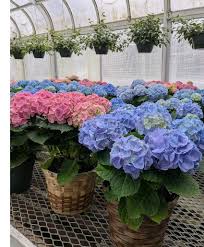 Attēlu rezultāti vaicājumam “Hydrangea”