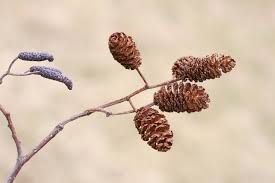 Attēlu rezultāti vaicājumam “Alnus glutinosa”