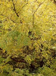 Attēlu rezultāti vaicājumam “Ulmus x hollandica leaf”