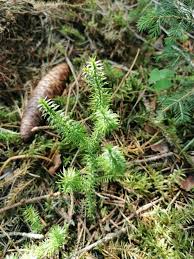 Attēlu rezultāti vaicājumam “Lycopodium annotinum”
