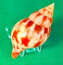 Image result for Cinctura hunteria