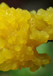 Attēlu rezultāti vaicājumam “Stemonitopsis gracilis”