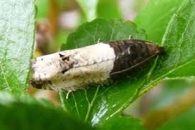 Attēlu rezultāti vaicājumam “Notocelia roborana”