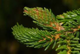 Attēlu rezultāti vaicājumam “Sacchiphantes abietis”