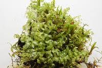 Attēlu rezultāti vaicājumam “Plagiomnium medium”