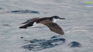 Image result for Puffinus puffinus