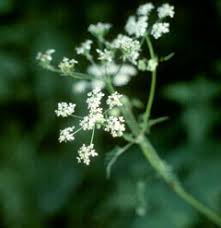 Attēlu rezultāti vaicājumam “Chaerophyllum aromaticum fruit”