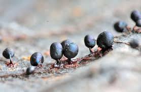 Attēlu rezultāti vaicājumam “Lamproderma pseudomaculatum macro”