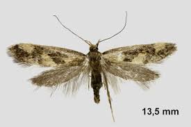 Attēlu rezultāti vaicājumam “Denisia similella”