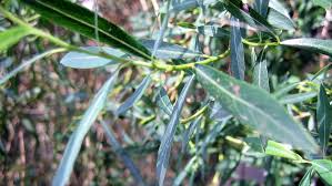 Attēlu rezultāti vaicājumam “Salix purpurea leaf”