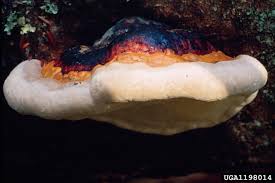 Attēlu rezultāti vaicājumam “Fomitopsis pinicola”