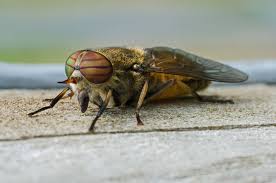Attēlu rezultāti vaicājumam “Tabanidae”