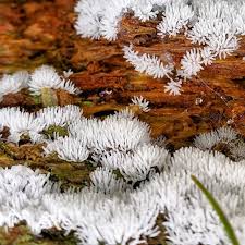 Attēlu rezultāti vaicājumam “Ceratiomyxa fruticulosa”