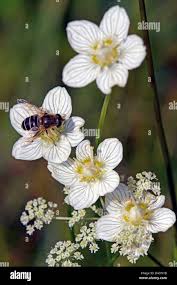 Attēlu rezultāti vaicājumam “Parnassia palustris flower”