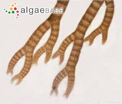 Attēlu rezultāti vaicājumam “Ceramium sp.”