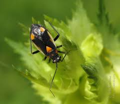 Attēlu rezultāti vaicājumam “Capsodes gothicus”