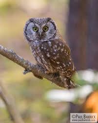 Attēlu rezultāti vaicājumam “Aegolius funereus”