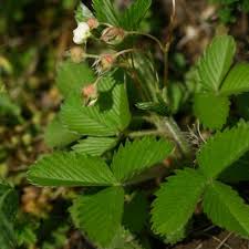 Attēlu rezultāti vaicājumam “Fragaria viridis”