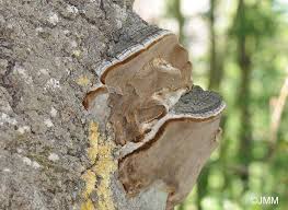 Attēlu rezultāti vaicājumam “Phellinus tremulae”