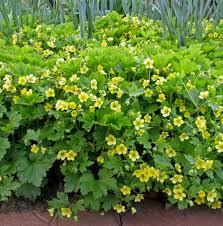 Attēlu rezultāti vaicājumam “Waldsteinia geoides”