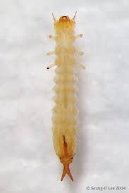 Attēlu rezultāti vaicājumam “Cucujidae”