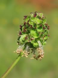 Attēlu rezultāti vaicājumam “Poterium sanguisorba flower”