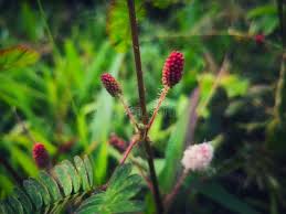 Image result for pohon semalu images