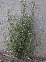 Attēlu rezultāti vaicājumam “Microrrhinum minus flower”