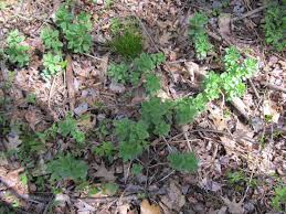 Attēlu rezultāti vaicājumam “Hylotelephium telephium leaf”