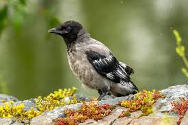 Attēlu rezultāti vaicājumam “Corvus cornix juvenile”