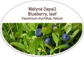 Attēlu rezultāti vaicājumam “Vaccinium myrtillus leaf”