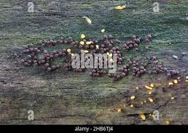 Attēlu rezultāti vaicājumam “Enerthenema papillatum”