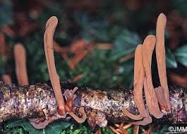 Attēlu rezultāti vaicājumam “Macrotyphula fistulosa”