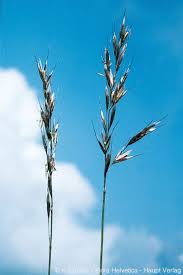 Attēlu rezultāti vaicājumam “Helictotrichon pratense”