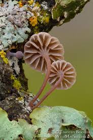 Attēlu rezultāti vaicājumam “Mycena”