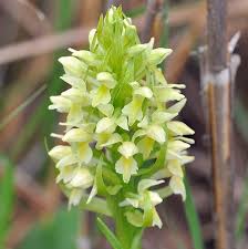 Attēlu rezultāti vaicājumam “Dactylorhiza ochroleuca flower”